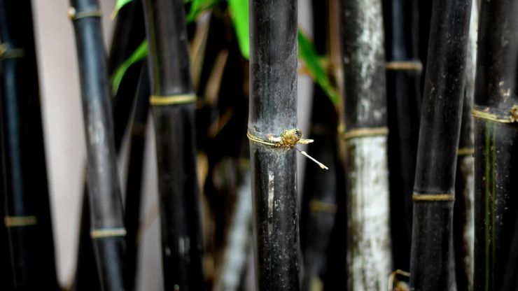 Phyllostachys nigra.jpg