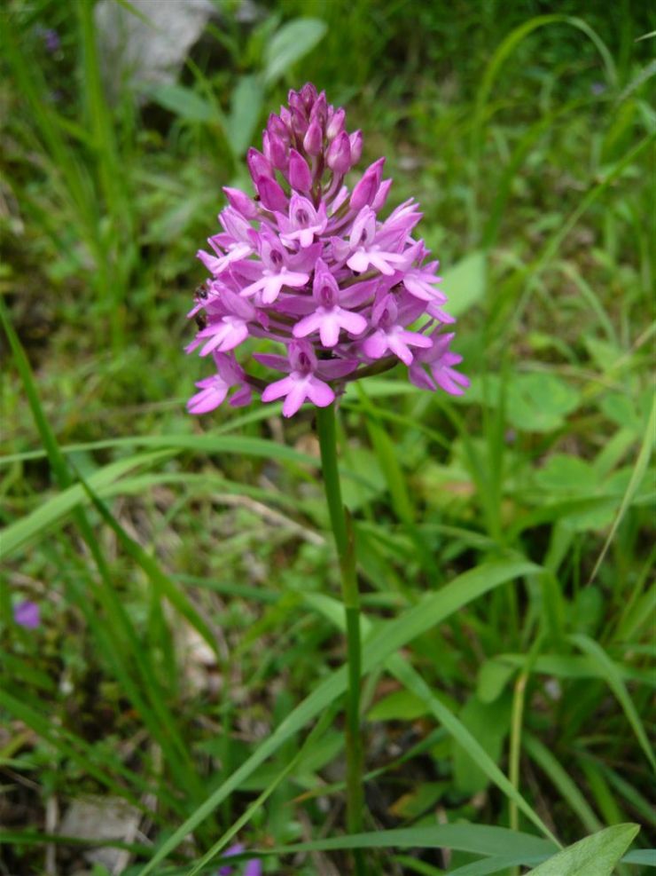 Anacamptis_pyramidalis_07.JPG