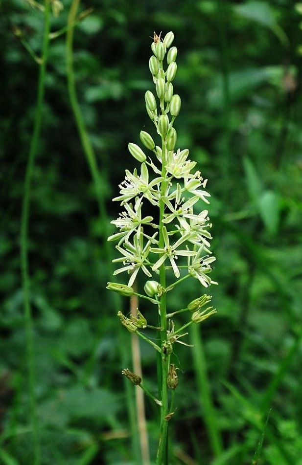 Ornithogalum pyraeneicum.jpg