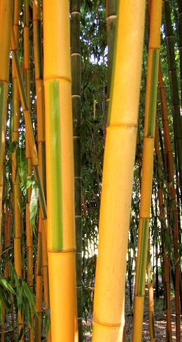 phyllo-bambusoides-castilloni02.jpg
